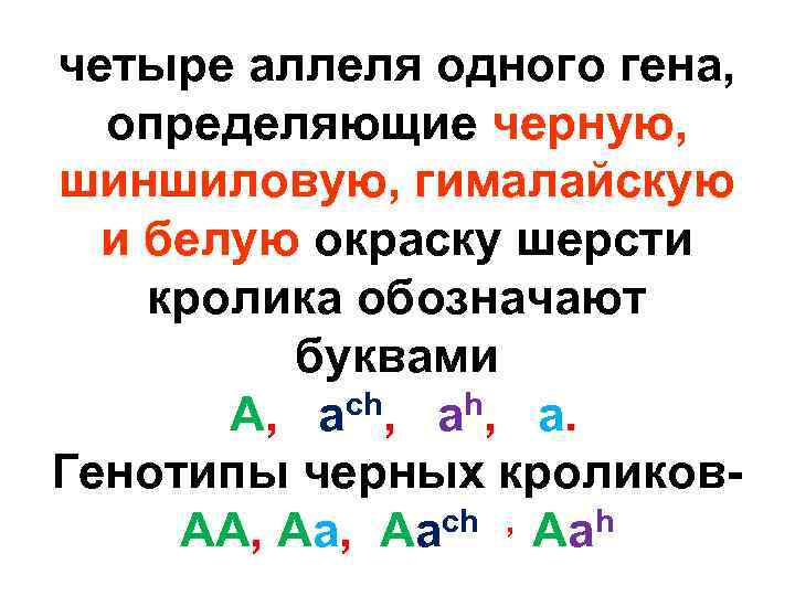 четыре аллеля одного гена, определяющие черную, шиншиловую, гималайскую и белую окраску шерсти кролика обозначают