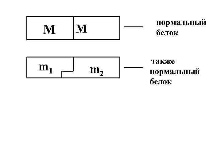 M m 1 нормальный белок M m 2 также нормальный белок 