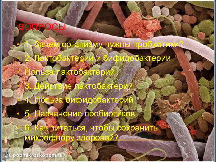 ВОПРОСЫ • 1. Зачем организму нужны пробиотики? • 2. Лактобактерии и бифидобактерии • Польза