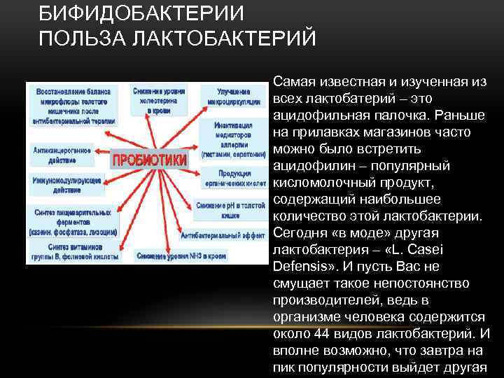 БИФИДОБАКТЕРИИ ПОЛЬЗА ЛАКТОБАКТЕРИЙ Самая известная и изученная из всех лактобатерий – это ацидофильная палочка.