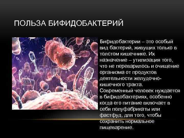 ПОЛЬЗА БИФИДОБАКТЕРИЙ Бифидобактерии – это особый вид бактерий, живущих только в толстом кишечнике. Их