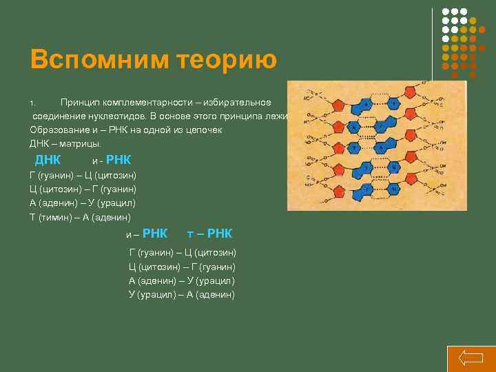 Вспомним теорию Принцип комплементарности – избирательное соединение нуклеотидов. В основе этого принципа лежит Образование