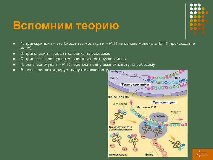 Вспомним теорию l l l 1. транскрипция – это биосинтез молекул и – РНК