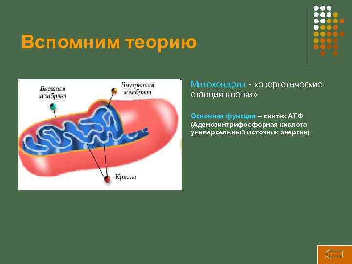 Вспомним теорию Митохондрии - «энергетические станции клетки» Основная функция – синтез АТФ (Аденозинтрифосфорная кислота