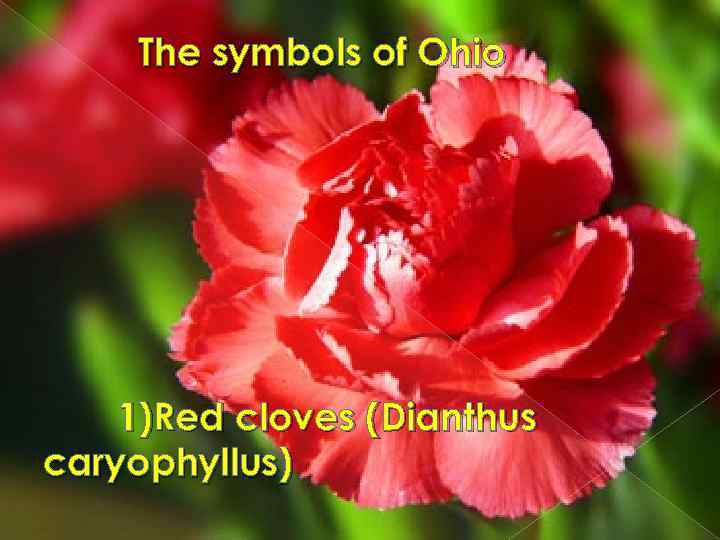 The symbols of Ohio 1)Red cloves (Dianthus caryophyllus) 