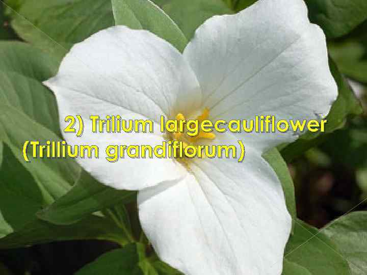 2) Trilium largecauliflower (Trillium grandiflorum) 