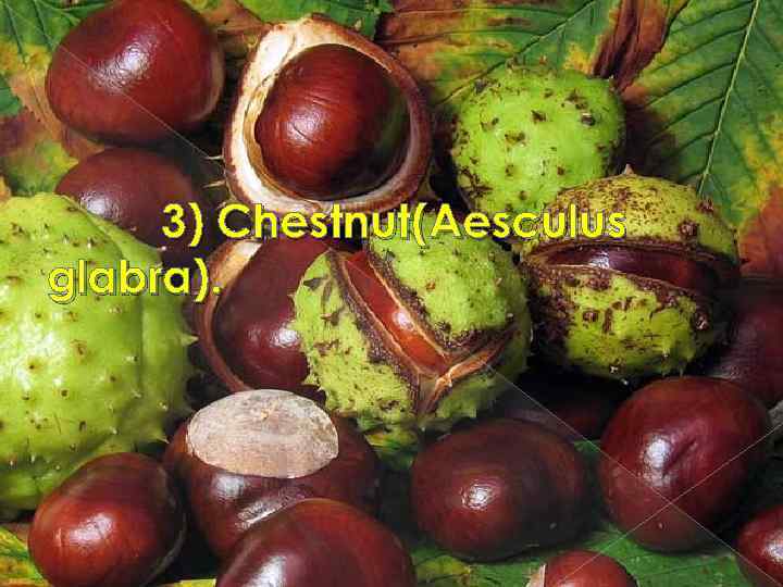 3) Chestnut(Aesculus glabra). 