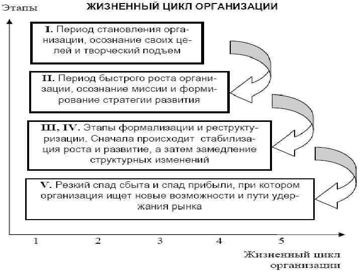 Жизненный цикл организации 1. Предпринимательский этап. 2. Этап коллегиальности 3. Этап формализации 4. Этап