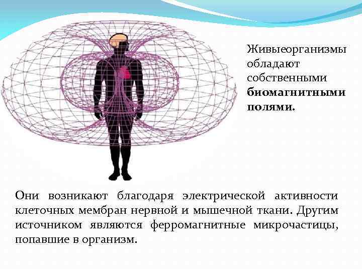 Действие магнитного поля на живые организмы