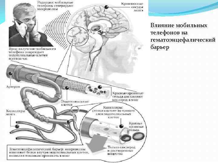 Влияние мобильных телефонов на гематоэнцефалический барьер 