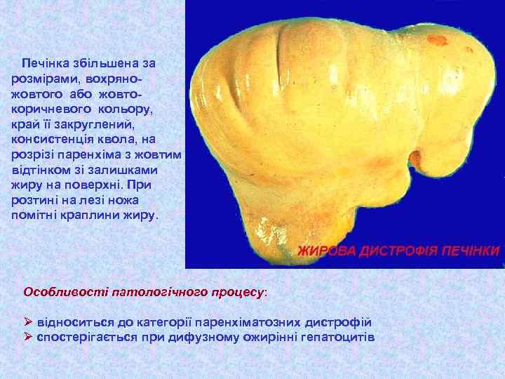 Печінка збільшена за розмірами, вохряножовтого або жовтокоричневого кольору, край її закруглений, консистенція квола, на