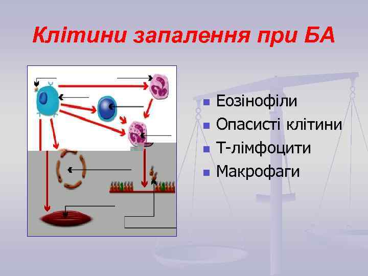 Клітини запалення при БА n n Еозінофіли Опасисті клітини Т-лімфоцити Макрофаги 