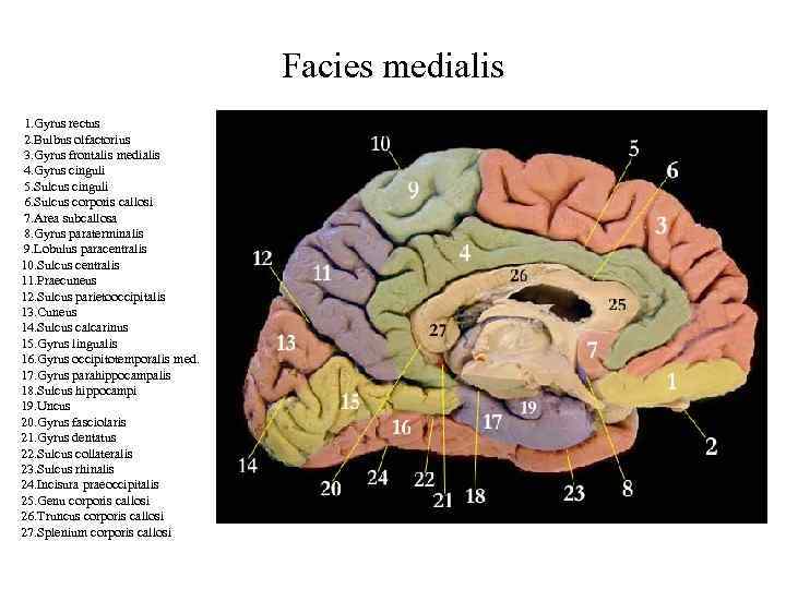 Facies medialis 1. Gyrus rectus 2. Bulbus olfactorius 3. Gyrus frontalis medialis 4. Gyrus