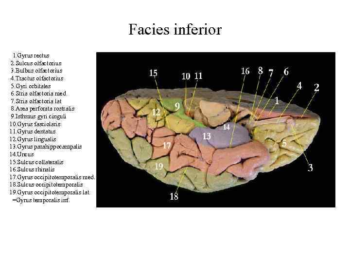 Facies inferior 1. Gyrus rectus 2. Sulcus olfactorius 3. Bulbus olfactorius 4. Tractus olfactorius