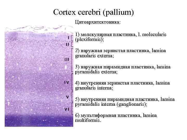 Cortex cerebri (pallium) Цитоархитектоника: 1) молекулярная пластинка, l. molecularis (plexiformis); 2) наружная зернистая пластинка,