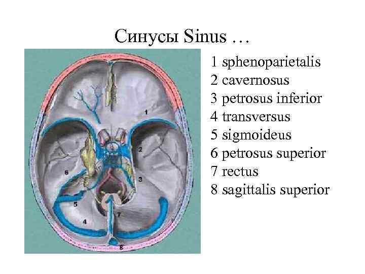 Синусы фото. Кавернозный синус анатомия. Венозные синусы. Сагиттальный синус. Пещеристый синус на черепе.