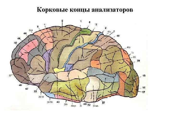 Корковые концы анализаторов 