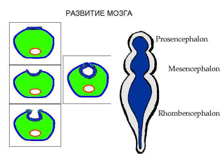 РАЗВИТИЕ МОЗГА Prosencephalon Mesencephalon Rhombencephalon 