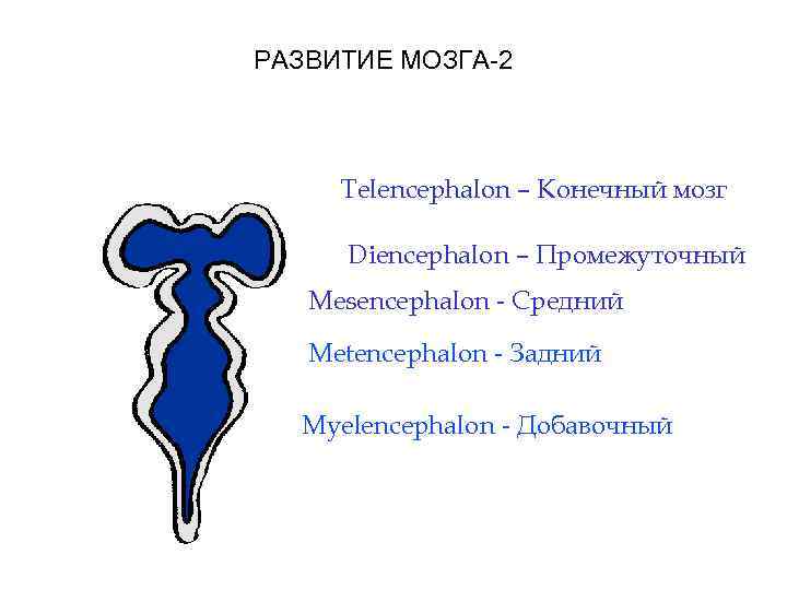 РАЗВИТИЕ МОЗГА-2 Telencephalon – Конечный мозг Diencephalon – Промежуточный Mesencephalon - Средний Metencephalon -