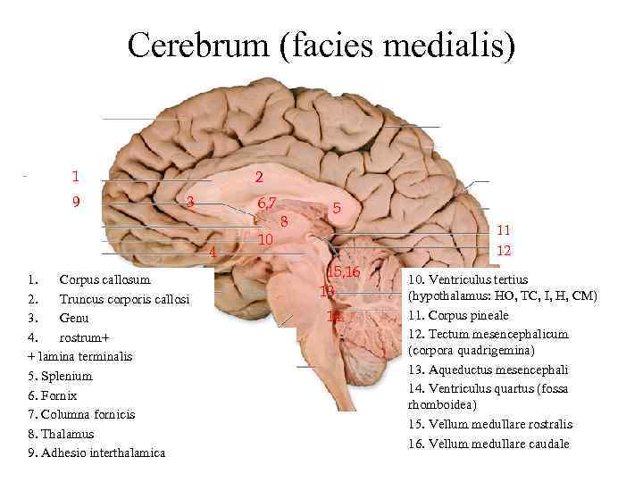 Cerebrum (facies medialis) 1 9 2 3 6, 7 4 1. Corpus callosum 2.