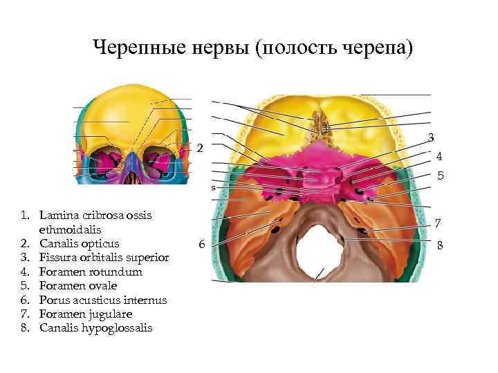 Черепные нервы (полость черепа) 1 2 3 4 5 1. Lamina cribrosa ossis ethmoidalis