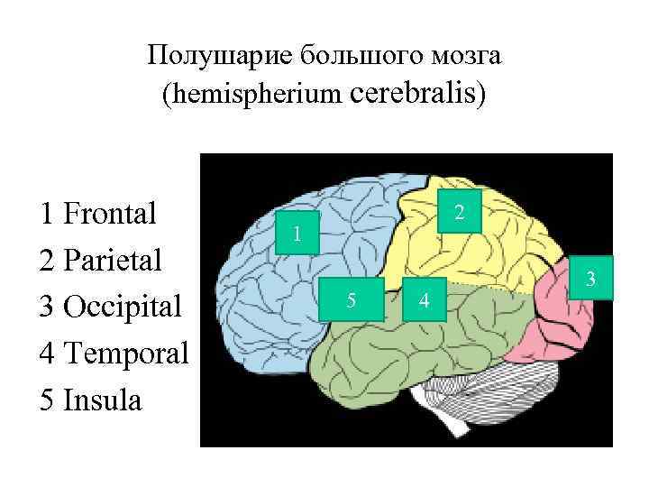 Полушарие большого мозга (hemispherium cerebralis) 1 Frontal 2 Parietal 3 Occipital 4 Temporal 5