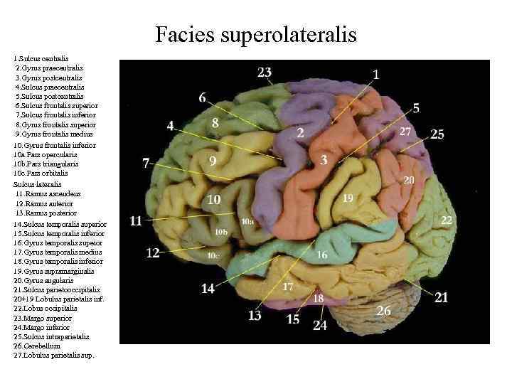 Facies superolateralis 1. Sulcus centralis 2. Gyrus praecentralis 3. Gyrus postcentralis 4. Sulcus praecentralis