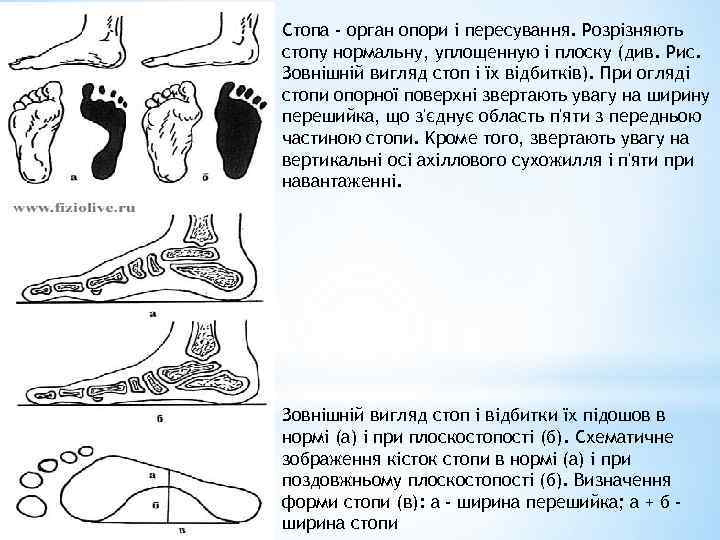 Стопа - орган опори і пересування. Розрізняють стопу нормальну, уплощенную і плоску (див. Рис.