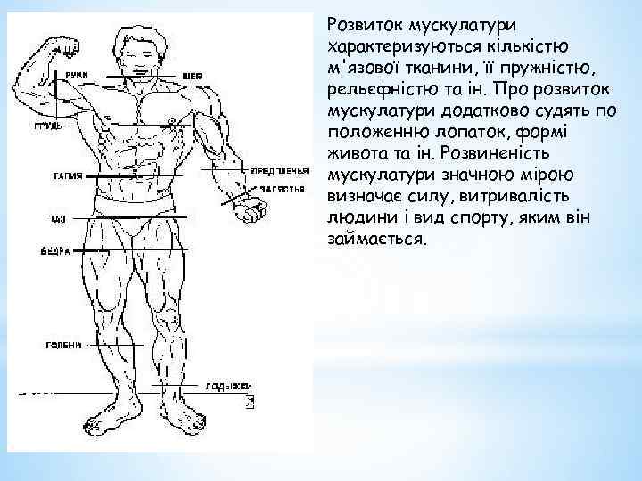 Розвиток мускулатури характеризуються кількістю м'язової тканини, її пружністю, рельєфністю та ін. Про розвиток мускулатури