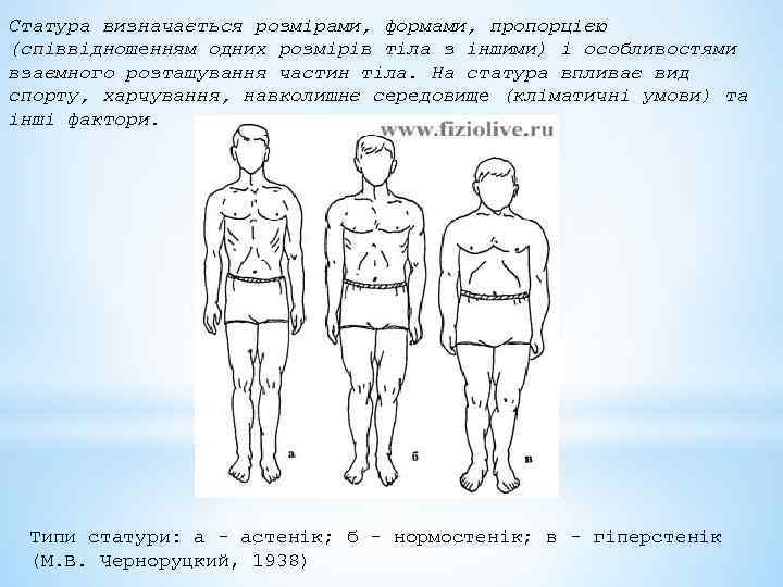 Статура визначається розмірами, формами, пропорцією (співвідношенням одних розмірів тіла з іншими) і особливостями взаємного