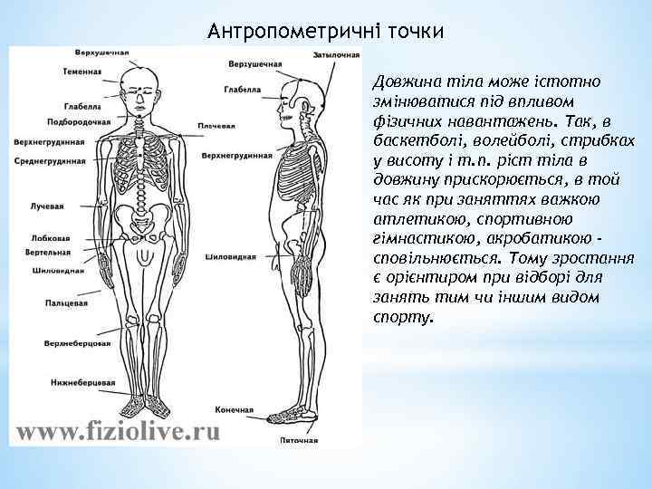 Антропометричні точки Довжина тіла може істотно змінюватися під впливом фізичних навантажень. Так, в баскетболі,