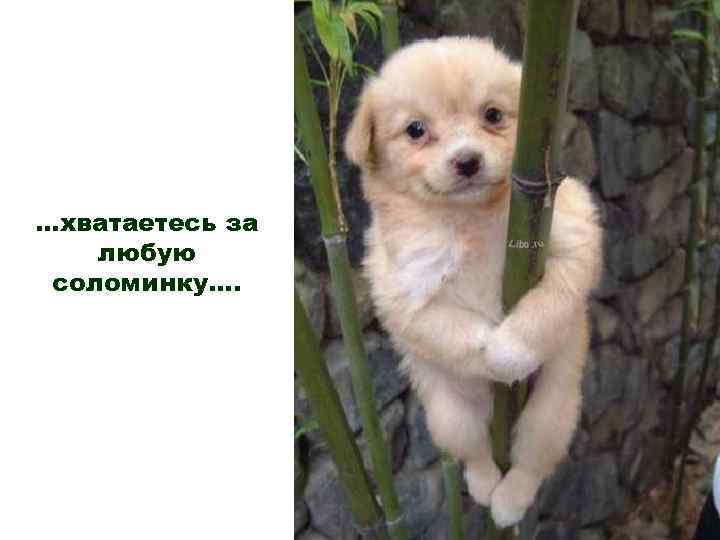 …хватаетесь за любую соломинку…. 