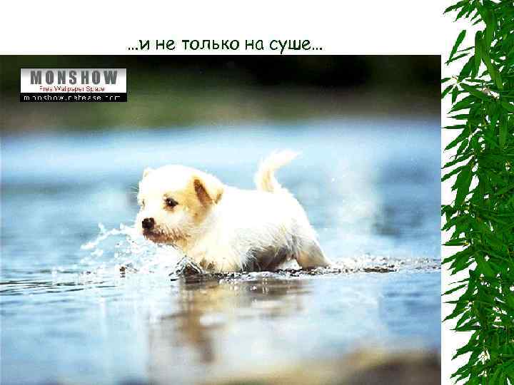 …и не только на суше… 