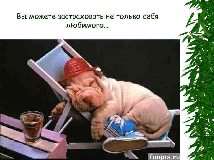 Вы можете застраховать не только себя любимого… 