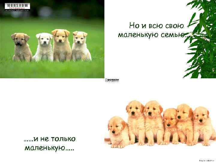 Но и всю свою маленькую семью…… ……и не только маленькую…. . 