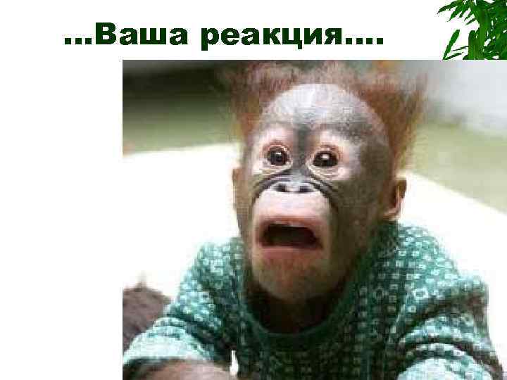 …Ваша реакция…. 