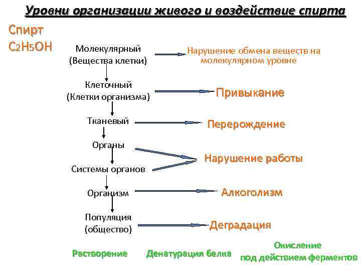 Уровни организации живого и воздействие спирта Спирт С 2 Н 5 ОН Молекулярный Нарушение