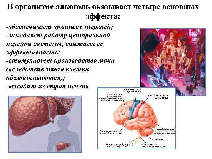 В организме алкоголь оказывает четыре основных эффекта: -обеспечивает организм энергией; -замедляет работу центральной нервной