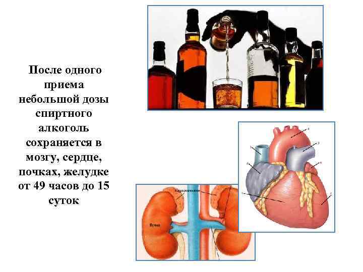 После одного приема небольшой дозы спиртного алкоголь сохраняется в мозгу, сердце, почках, желудке от