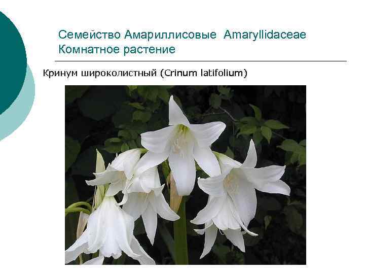 Семейство Амариллисовые Amaryllidaceae Комнатное растение Кринум широколистный (Crinum latifolium) 