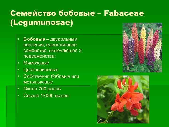 Семейство бобовые – Fabaceae (Legumunosae) § Бобовые – двудольные растения, единственное семейство, включающее 3