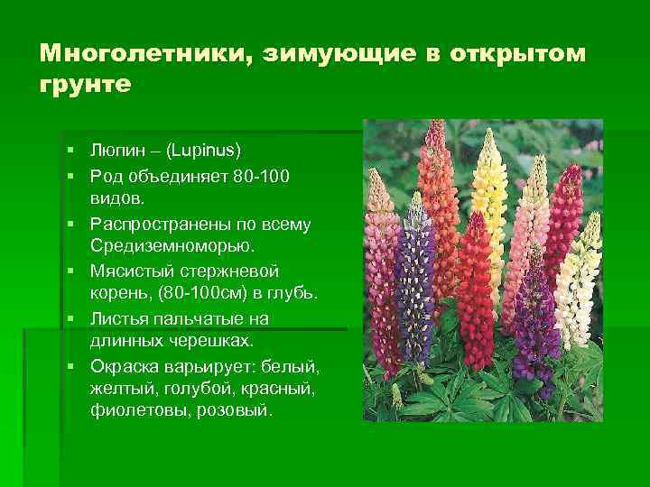 Многолетники, зимующие в открытом грунте § Люпин – (Lupinus) § Род объединяет 80 -100