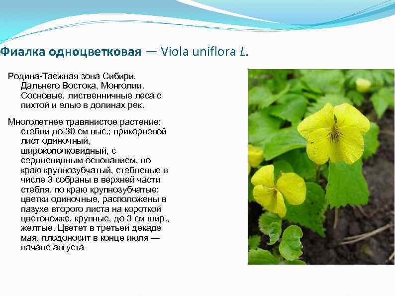 Фиалка одноцветковая — Viola uniflora L. Родина-Таежная зона Сибири, Дальнего Востока, Монголии. Сосновые, лиственничные