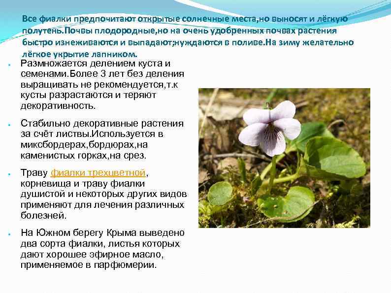 ● ● Все фиалки предпочитают открытые солнечные места, но выносят и лёгкую полутень. Почвы