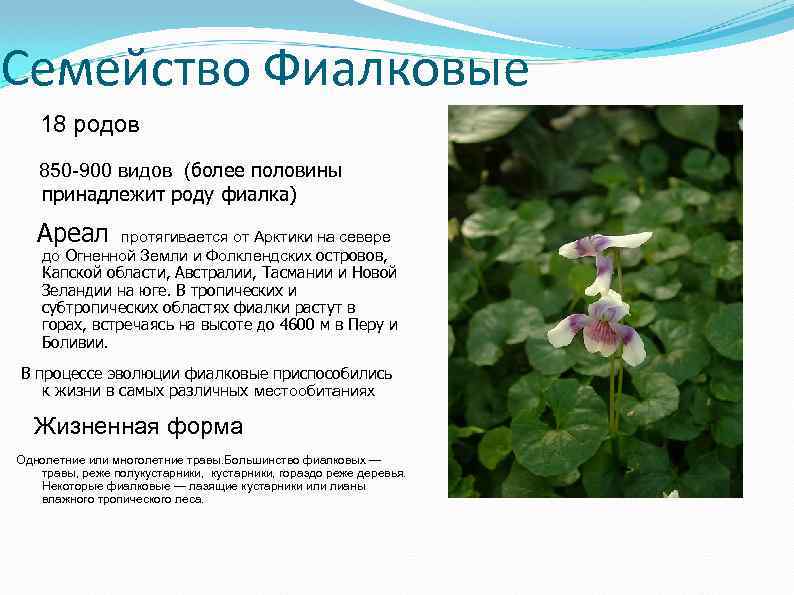Семейство Фиалковые 18 родов 850 -900 видов (более половины принадлежит роду фиалка) Ареал протягивается