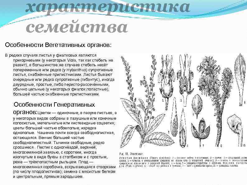 характеристика семейства Особенности Вегетативных органов: В редких случаях листья у фиалковых являются прикорневыми (у