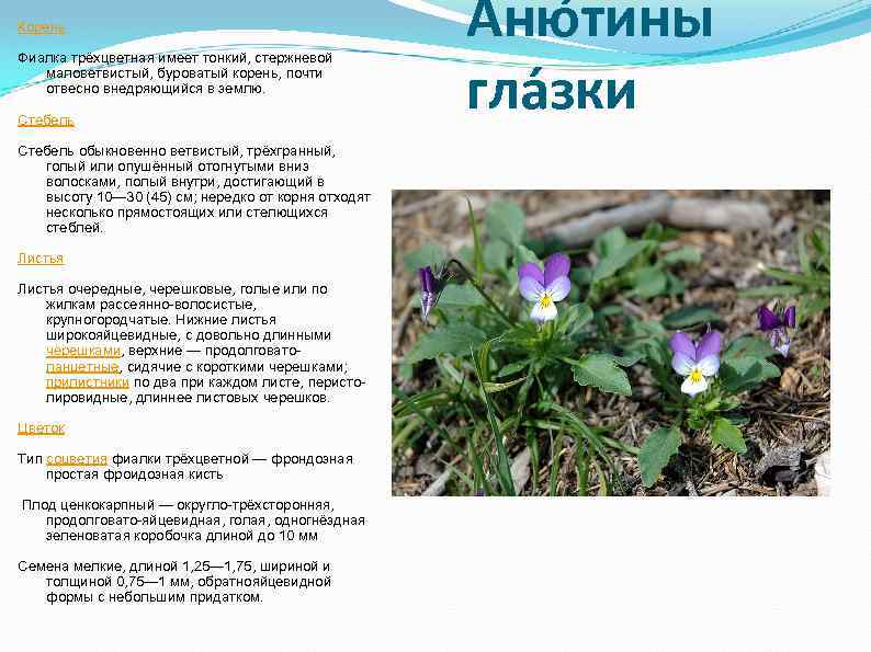 Корень Фиалка трёхцветная имеет тонкий, стержневой маловетвистый, буроватый корень, почти отвесно внедряющийся в землю.