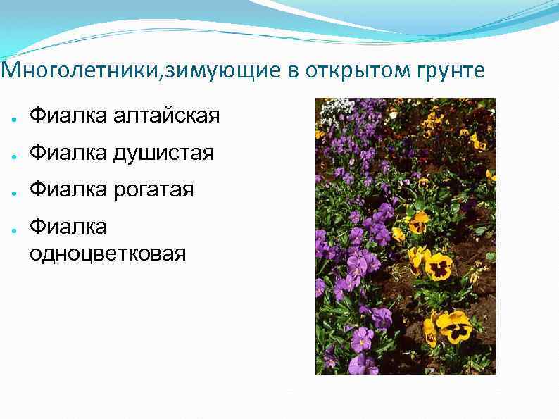 Многолетники, зимующие в открытом грунте ● Фиалка алтайская ● Фиалка душистая ● Фиалка рогатая