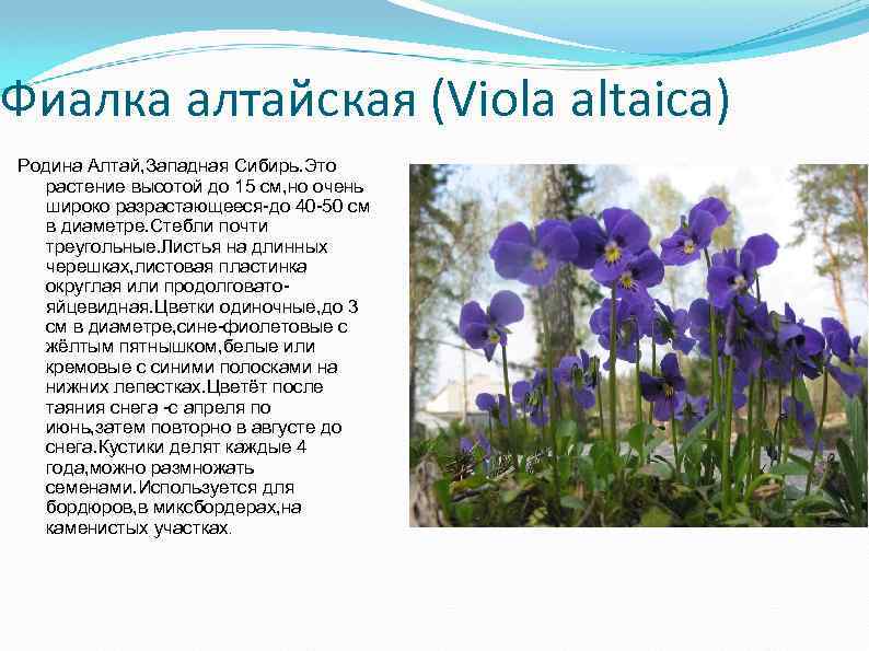 Фиалка алтайская (Viola altaica) Родина Алтай, Западная Сибирь. Это растение высотой до 15 см,