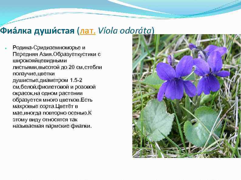 Фиа лка души стая (лат. Víola odoráta) ● Родина-Сридиземноморье и Передняя Азия. Образуеткустики с